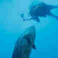 Diving