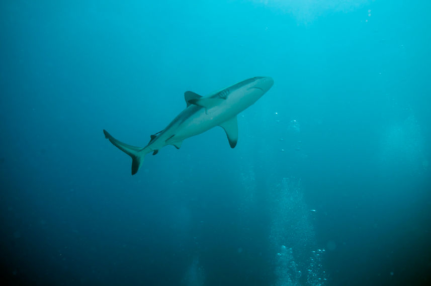 Sharks at the Rowley Shoals