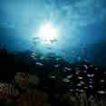 Amazing underwater scenery with MV Maldives Princess Liveaboard