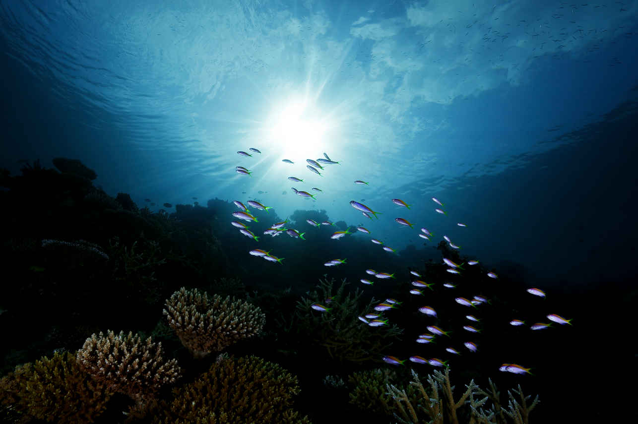 Amazing underwater scenery with MV Maldives Princess Liveaboard
