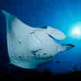 Amazing diving with MV Maldives Princess Liveaboard