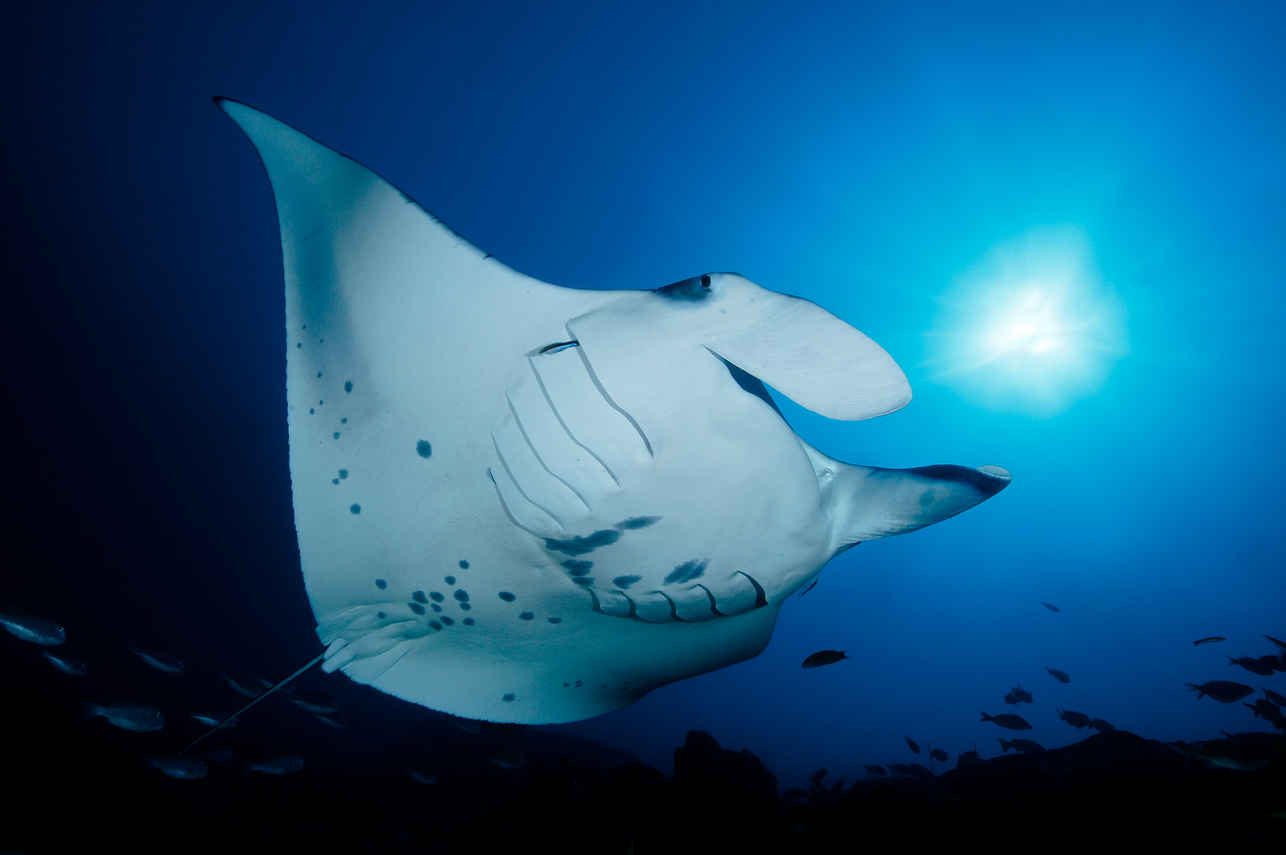 Amazing diving with MV Maldives Princess Liveaboard