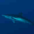 MV Maldives Princess Liveaboard Fantastic Diving