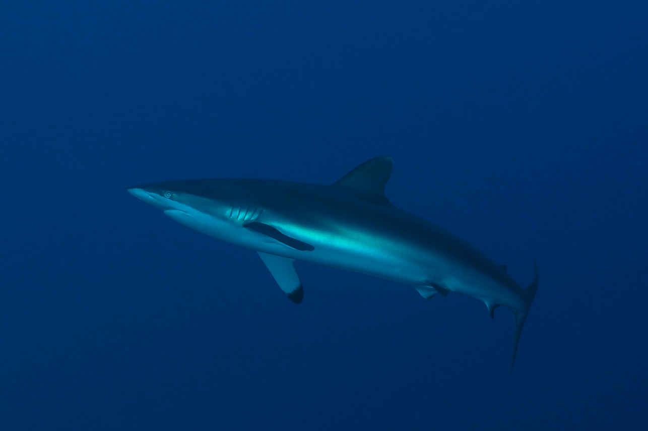 MV Maldives Princess Liveaboard Fantastic Diving