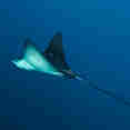 Eagle Ray with MV Maldives Princess Liveaboard
