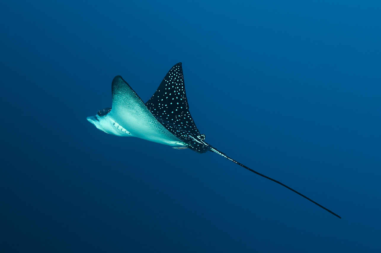 Eagle Ray with MV Maldives Princess Liveaboard