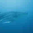 Vie aquatique - Honors Legacy