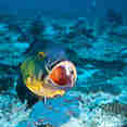 Vie aquatique - Honors Legacy