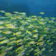 Vie aquatique - Honors Legacy