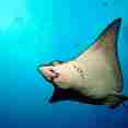 Eagle Ray - diving the Galapagos