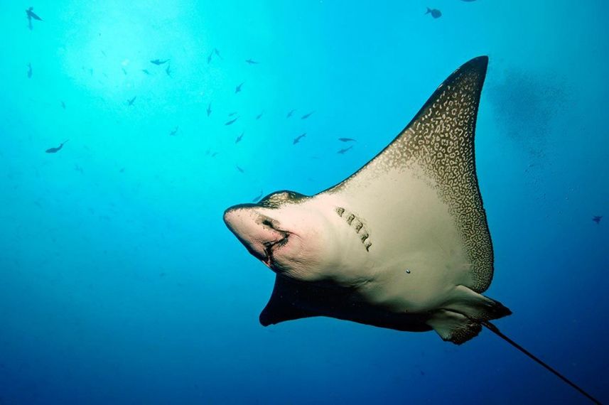 Eagle Ray - diving the Galapagos