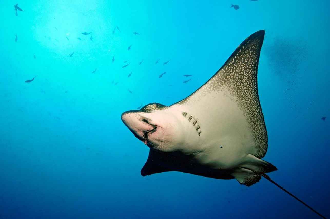 Eagle Ray - diving the Galapagos