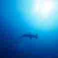 Hammerhead Sharks of the Galapagos