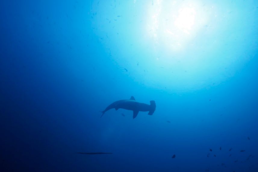 Hammerhead Sharks of the Galapagos