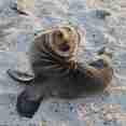 Up close with Sea Lion cubs!