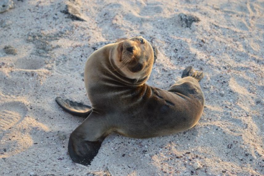 Up close with Sea Lion cubs!