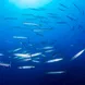 Schooling barracuda in Italy