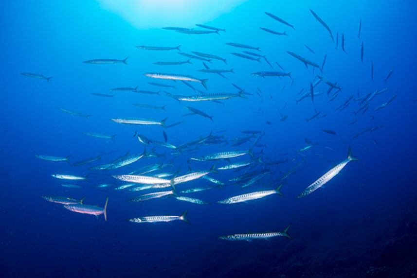 Schooling barracuda in Italy