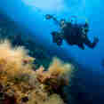 Diving in Italy