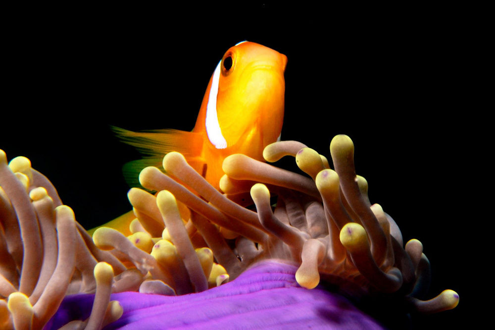 Clown Fish - Diving Maldives
