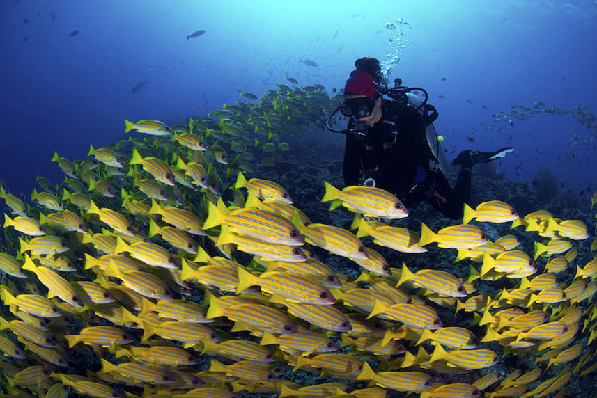 Marine Life - Carpe Novo