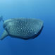 Whale Shark - Carpe Novo