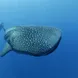 Whale Shark - Carpe Novo