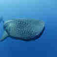 Whale Shark - Carpe Novo