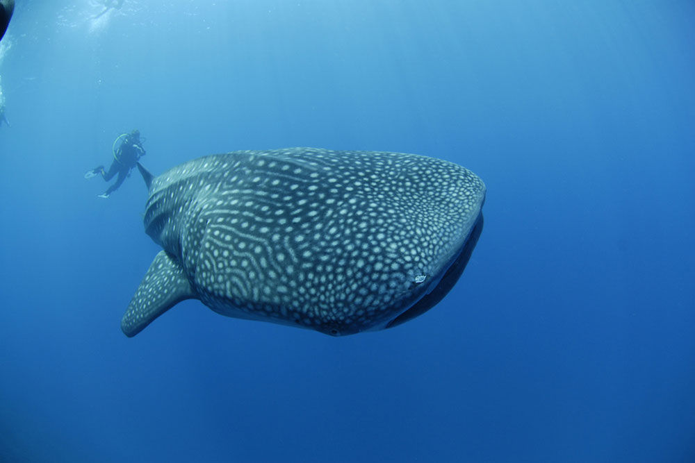 Tiburon ballena - Carpe Novo