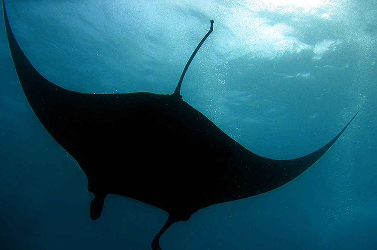 Manta - Alila Purnama
