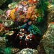 Coral Reef - Alila Purnama