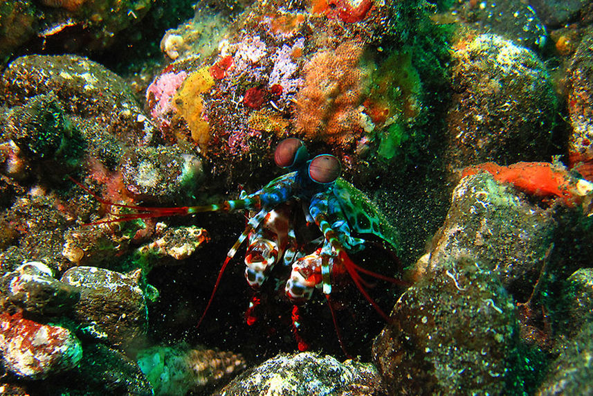 Coral Reef - Alila Purnama