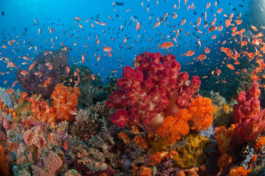 Coral Reef - Alila Purnama