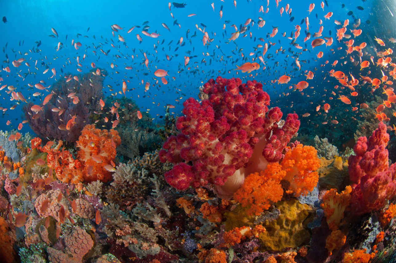 Barriera Corallina - Alila Purnama