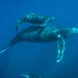 Humpback whales in the Socorro Islands