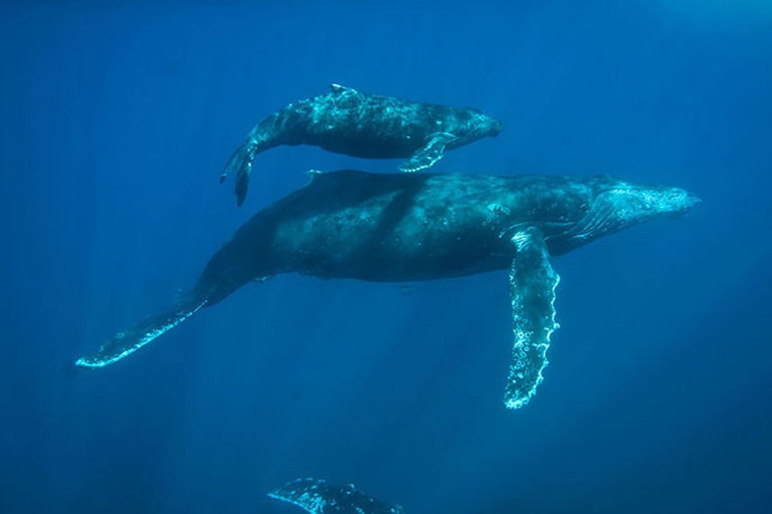 Humpback whales in the Socorro Islands