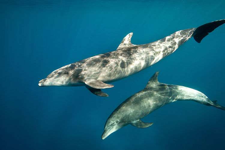 Pod of dolphins in the Revillagigedos