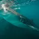 Requin baleine - Rocio del Mar