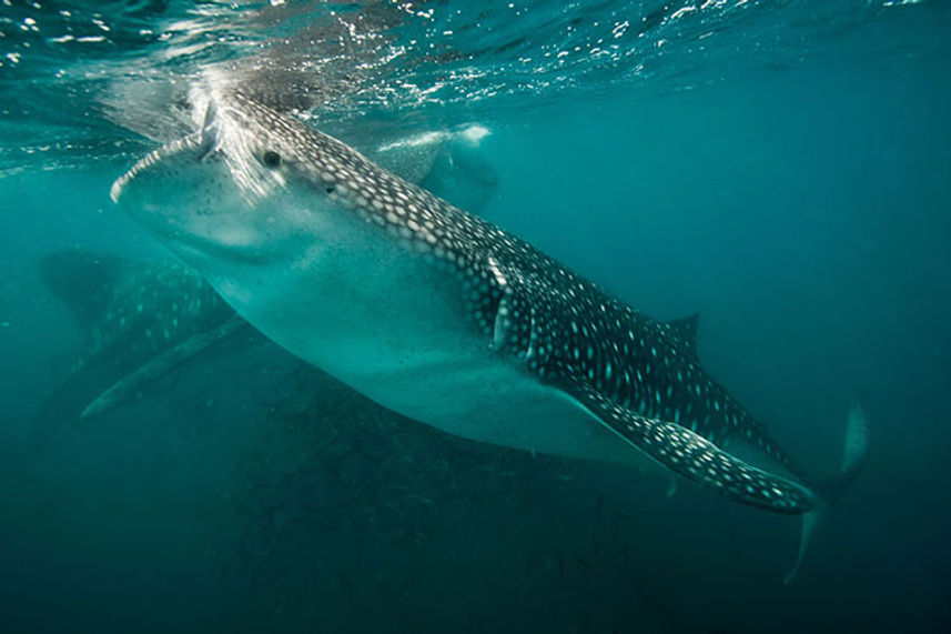 Requin baleine - Rocio del Mar