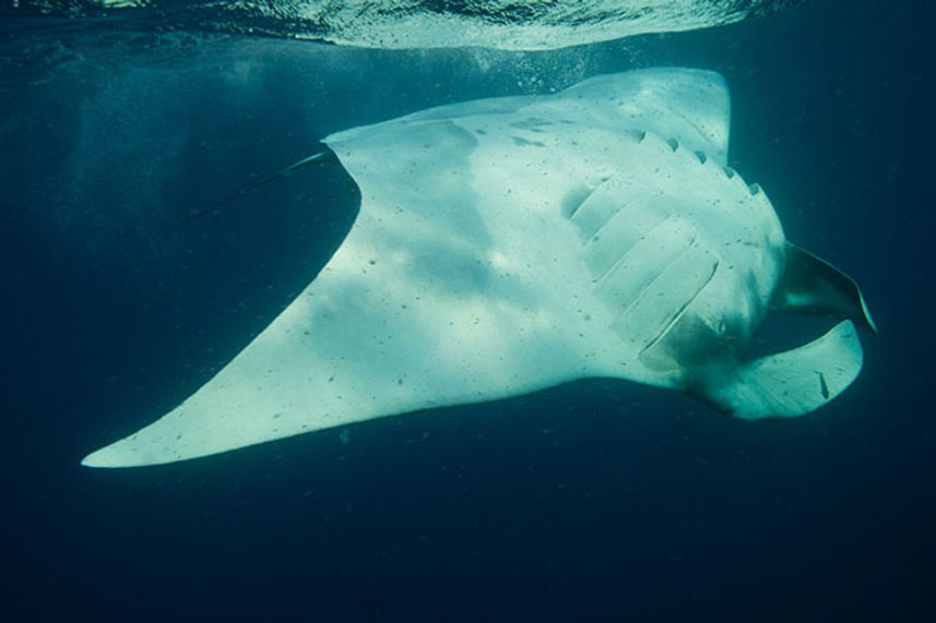 Manta - Rocio del Mar