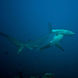 鲨鱼 - Rocio del Mar