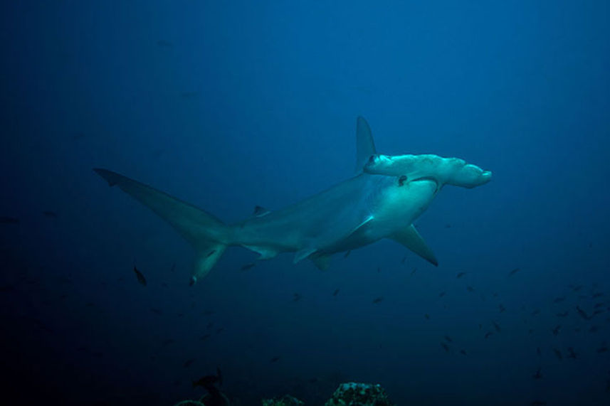 Requin - Rocio del Mar