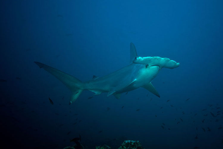 Shark - Rocio del Mar