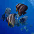 Marine Life - EcoPro Moonima