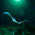 Marine Life - EcoPro Moonima