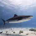 Marine Life - EcoPro Moonima