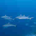 Marine Life - EcoPro Moonima