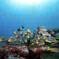 Marine Life - EcoPro Moonima