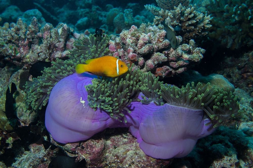 Clownfish - Indonesia