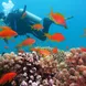 Diving in Indonesia